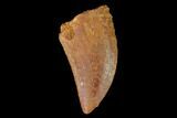 Serrated, Juvenile Carcharodontosaurus Tooth - Morocco #134986-1